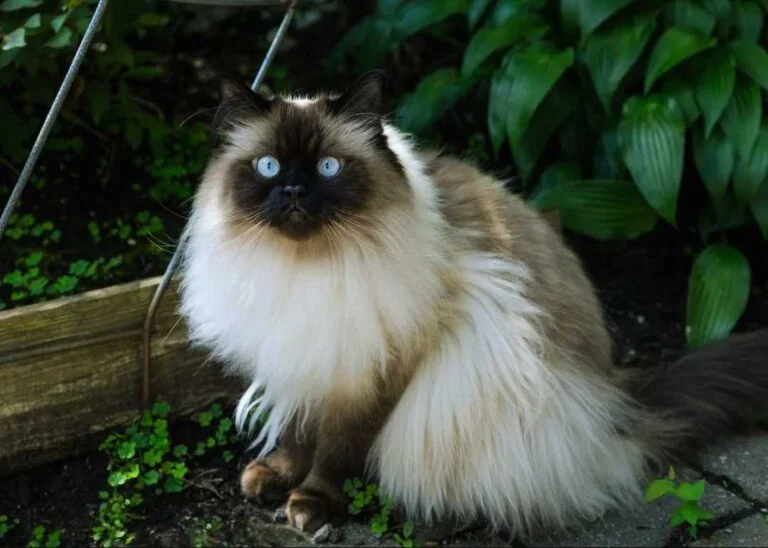 Himalaya Kedisi Özellikleri Ve Bakımı 26 Himalaya Kedisi Özellikleri Ve Bakımı