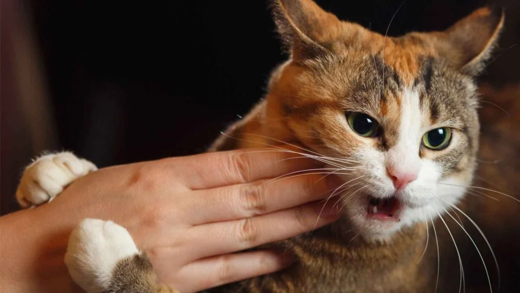 Ankara Veteriner Pet Kuaför Hizmetleri 4 kedi agresif davranışları