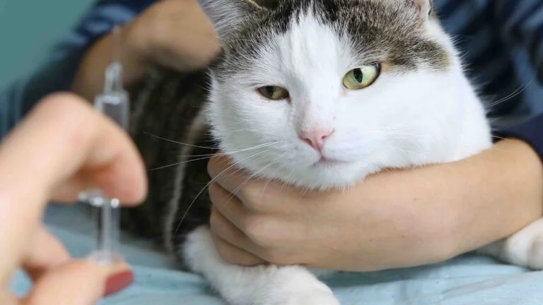 Kedimin Aşılarını Kendim yapabilir miyim? 3 Kedimin Aşılarını Kendim yapabilir miyim?