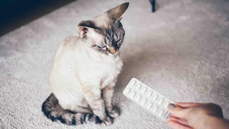 Kedi İlaçları güvenilir mi? 16 Kedi İlaçları güvenilir mi?