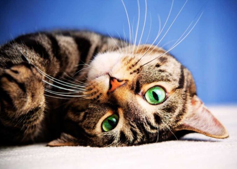 Kedi Cinsleri – Kedi Türleri ve Özellikleri