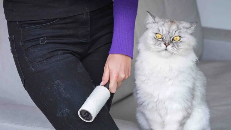 Kedimin tüyleri kıyafetlerime yapışıyor