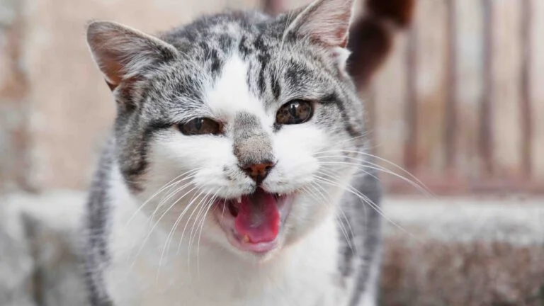 Kediler neden miyavlar?