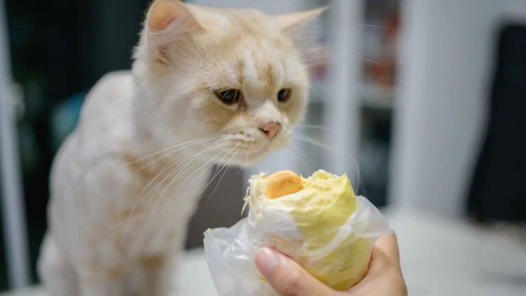 Kedilerde Davranış Sorunları 11 Kedilerde Davranış Sorunları