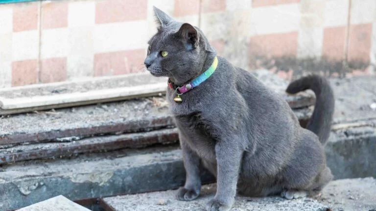 Kedim her yere çiş yapıyor ne yapmalıyım? 15 Kedim her yere çiş yapıyor ne yapmalıyım?