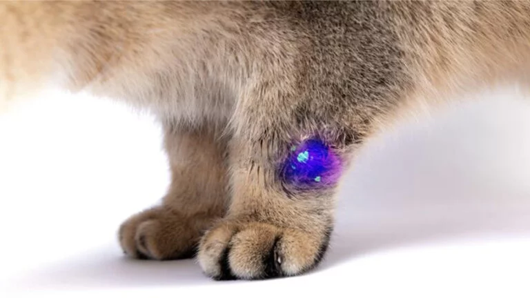 Kedimde mantar çıktı