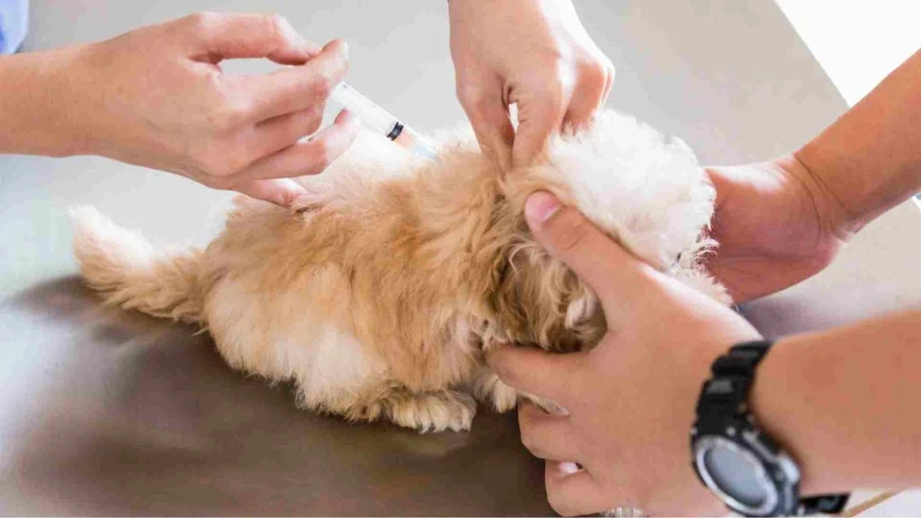 Köpek Aşı Fiyatları 9 Köpek Aşı Fiyatları Ankara