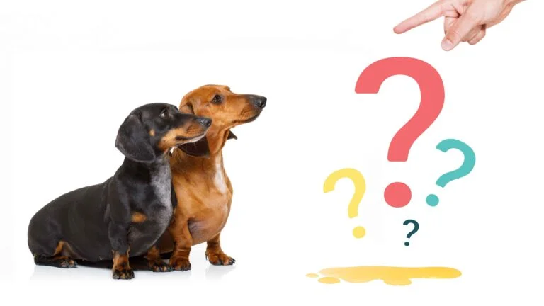 Köpeğim her yere çiş yapıyor 16 Köpeğim her yere çiş yapıyor