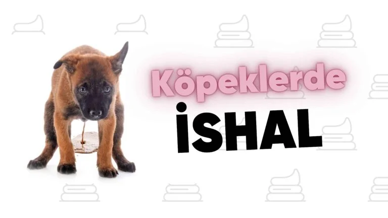Köpeğimin dışkısı neden sıvı? 14 Köpeğimin dışkısı neden sıvı?