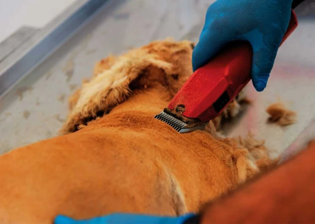 Ankara Veteriner Pet Kuaför Hizmetleri 3 ankara köpek tıraşı ucuz