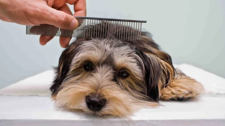 Köpek Tüyleri Nasıl Taranır? 7 Köpek Tüyleri Nasıl Taranır?