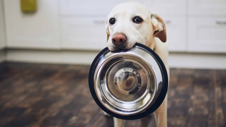 Köpeklerde Beslenme