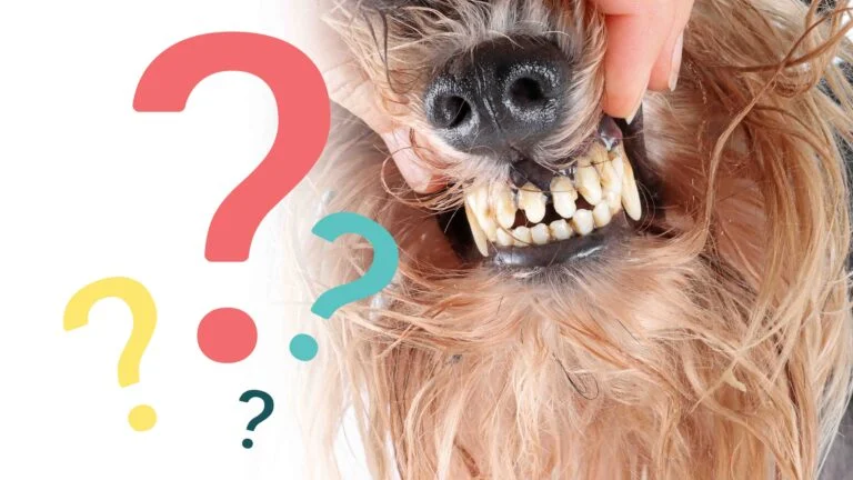 Köpeklerde Görülen En Yaygın Hastalıklar