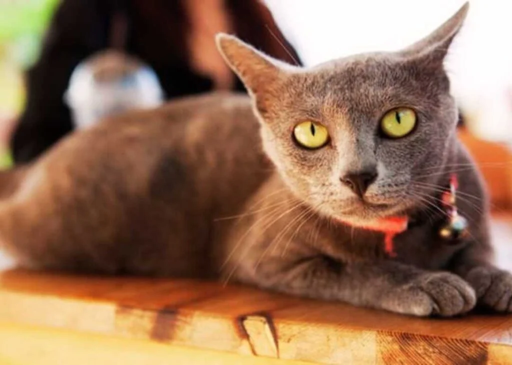 Kedi Cinsleri - Kedi Türleri ve Özellikleri 39 korat kedisi sahiplenme