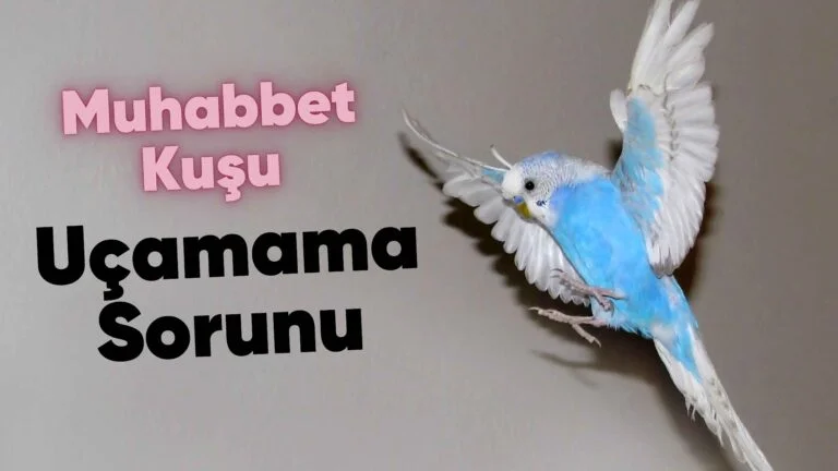 muhabbet kuşu uçmuyor