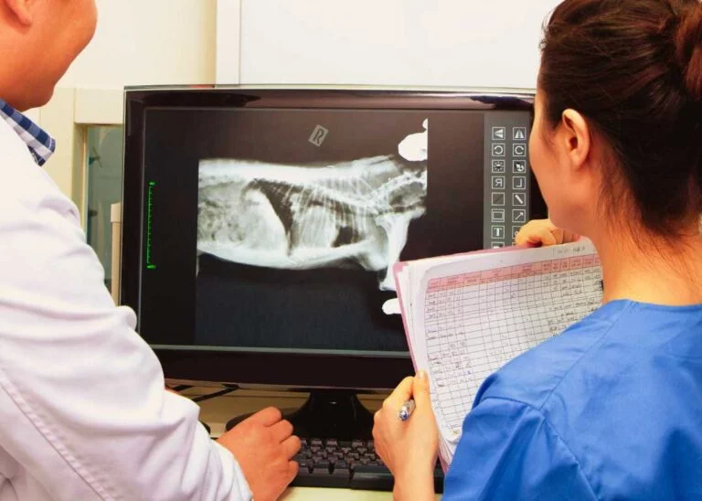 Nasıl Veteriner Hekim Olunur?