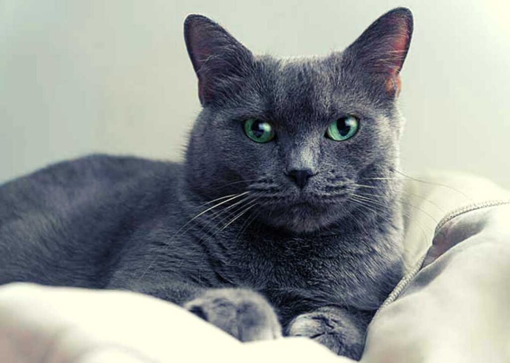 russian blue kedisi sahiplenme