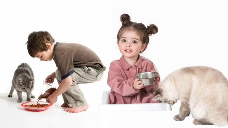 Kedi Sağlığı 17 Kedi Sağlığı