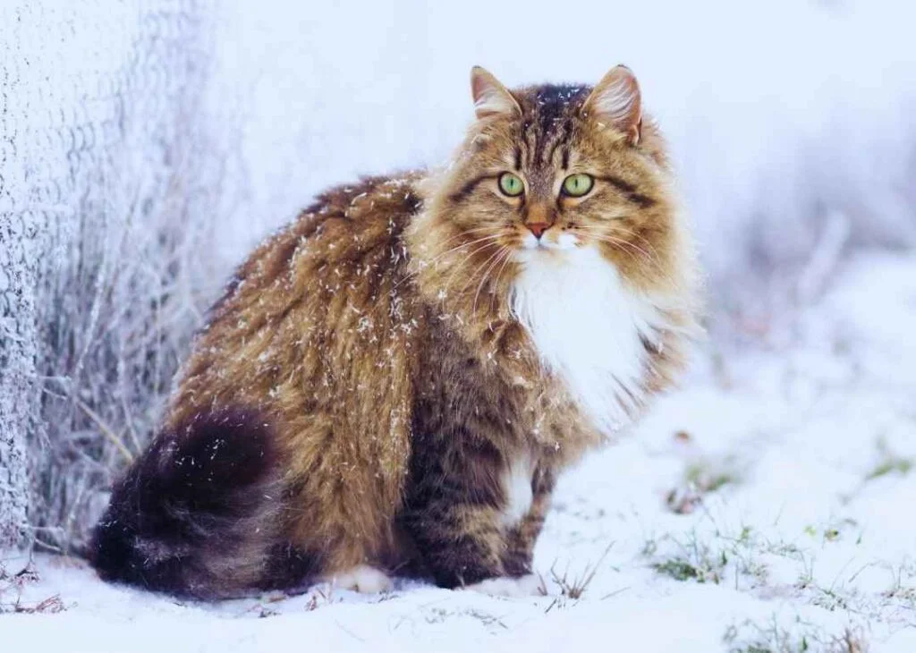 Kedi Cinsleri - Kedi Türleri ve Özellikleri 10 sibirya orman kedisi