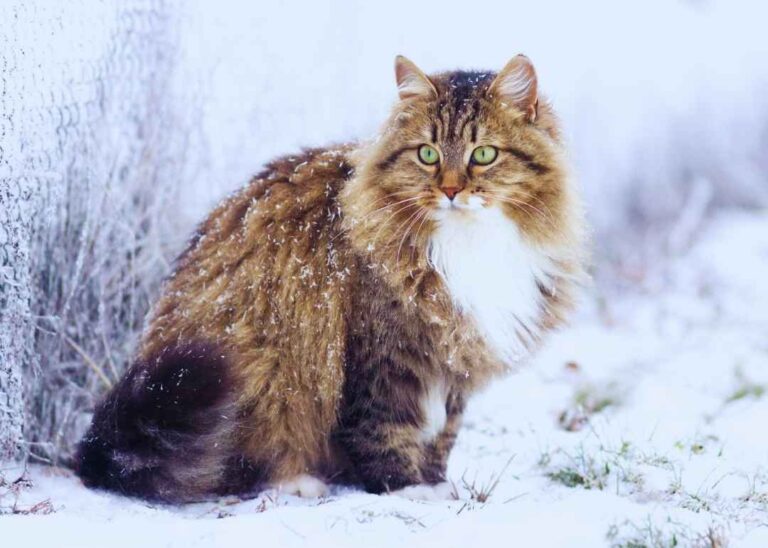 Sibirya Kedisi Özellikleri Ve Bakımı