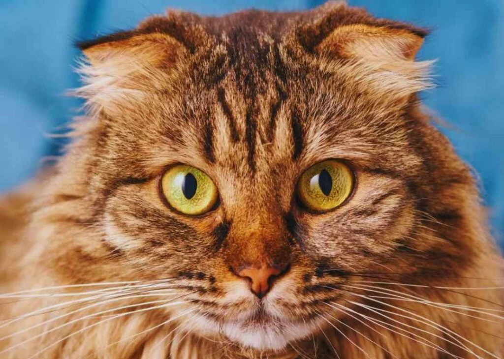Kedi Cinsleri - Kedi Türleri ve Özellikleri 35 sibirya orman kedisi