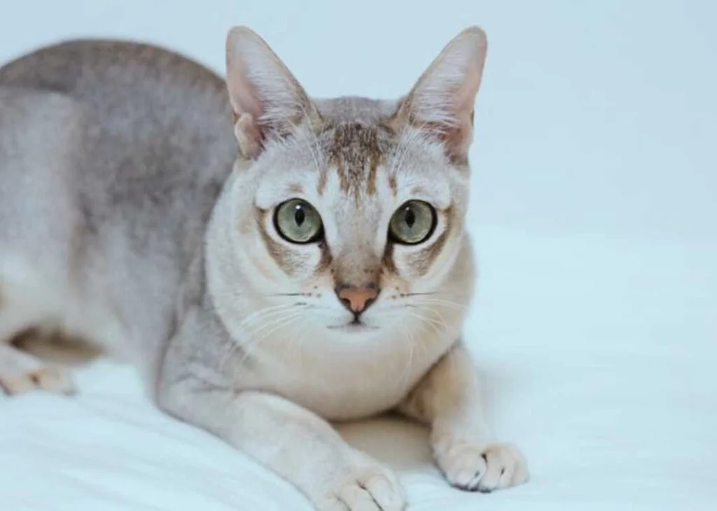 Kedi Cinsleri - Kedi Türleri ve Özellikleri 40 singapura kedisi sahiplenme 2