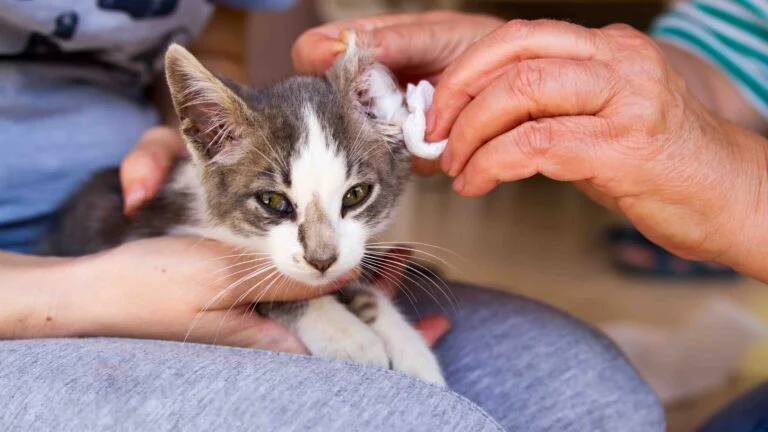 Yavru Kedi Bakımı 15 Yavru Kedi Bakımı