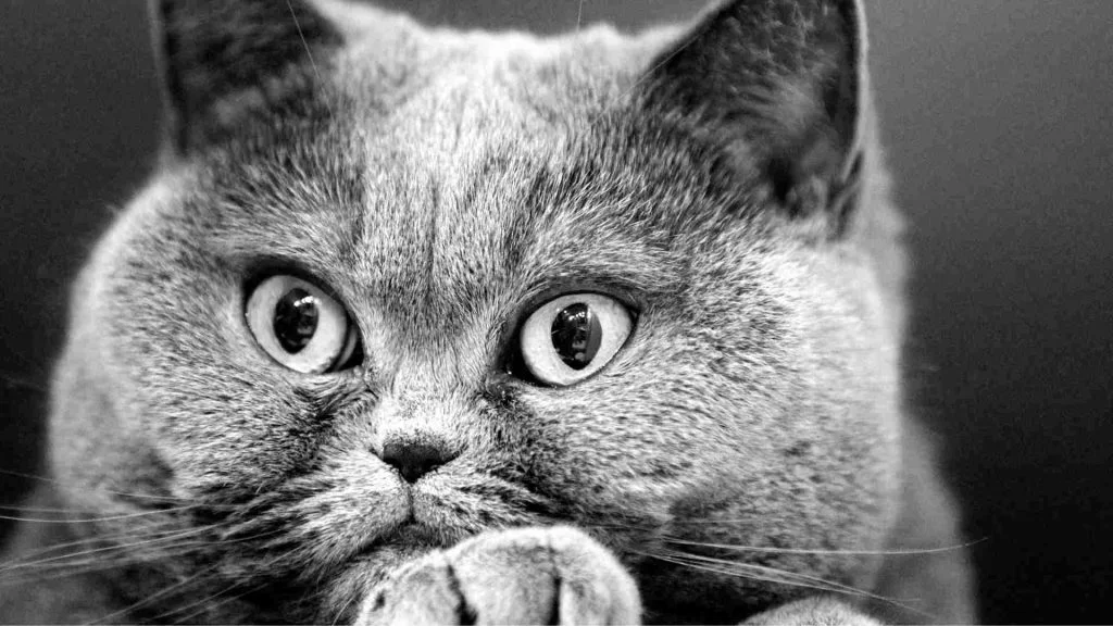 Dişi Ve Erkek Kedi İsimleri Önerileri (Popüler) 5 Kedi İsim Önerisi
