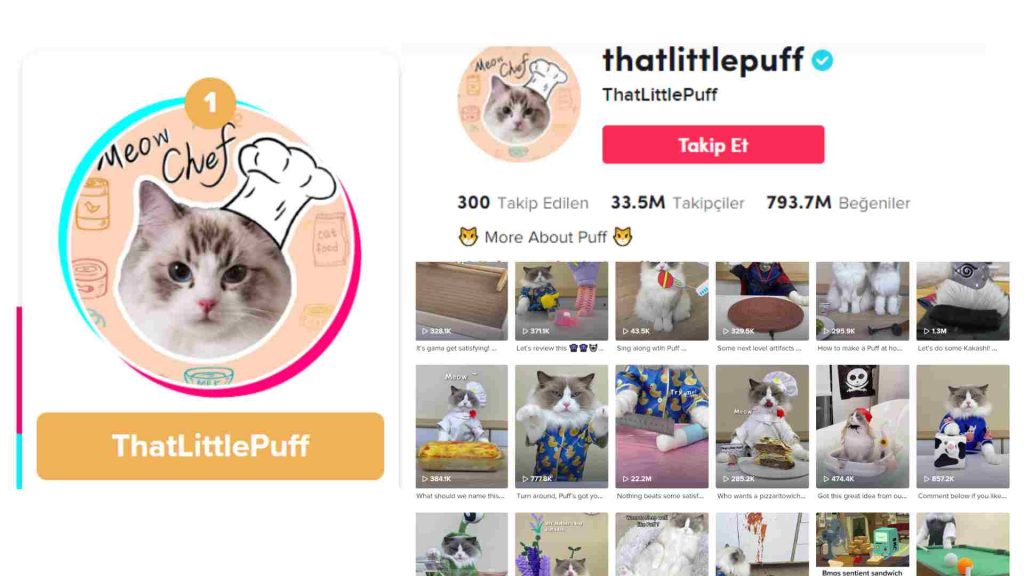 ThatLittlePuff tiktok en popüler kedi
