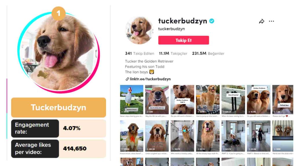 Tuckerbudzyn tiktok en çok etkileşim alan köpek