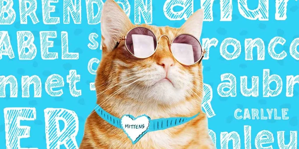 Dişi Ve Erkek Kedi İsimleri Önerileri (Popüler) 6 azgın kedi isim önerisi