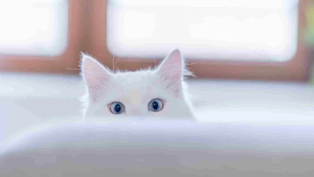 Dişi Ve Erkek Kedi İsimleri Önerileri (Popüler) 10 Beyaz kedi isim önerisi