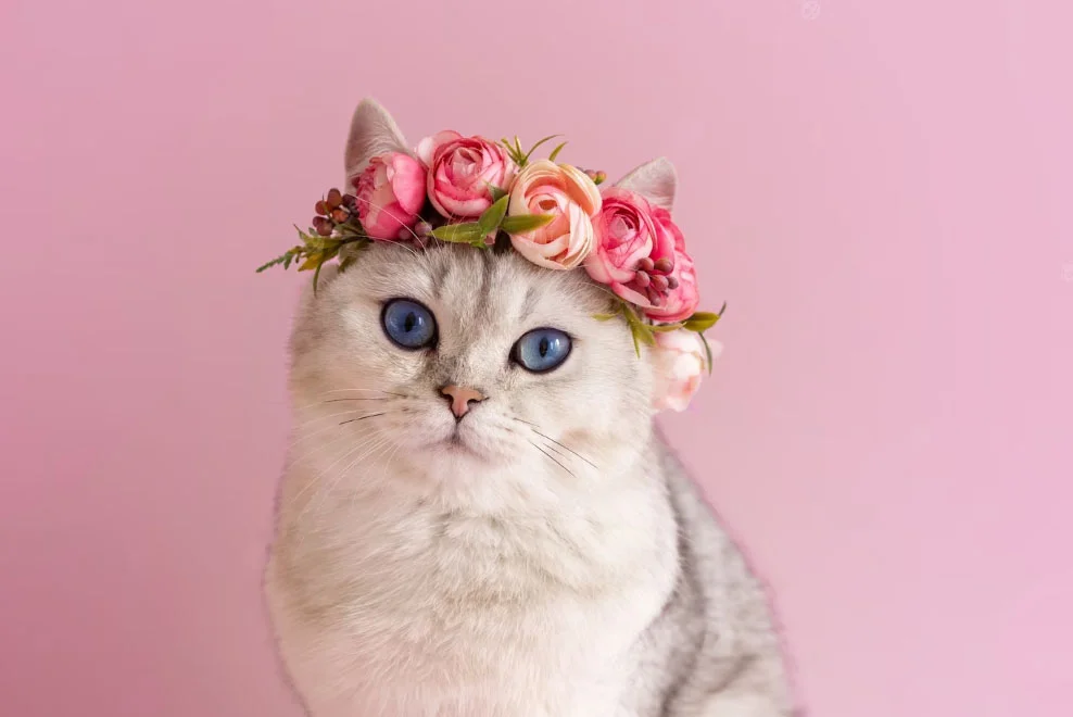 Dişi Ve Erkek Kedi İsimleri Önerileri (Popüler) 7 dişi kedi isim önerisi