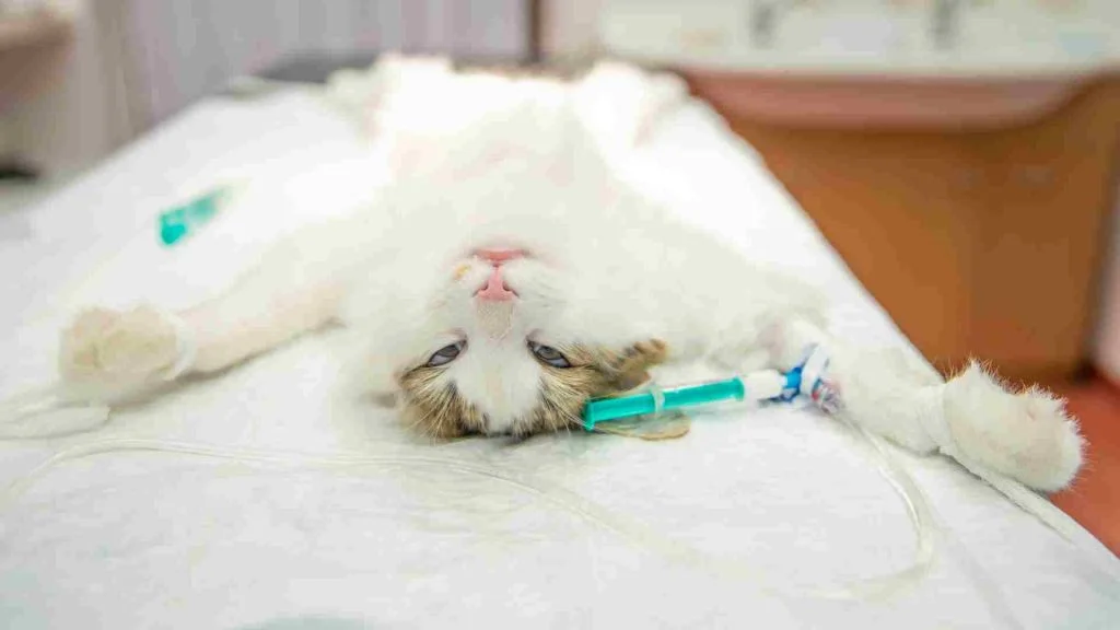 Hayvan Rehabilitasyon Merkezi 6 endoskopik cerrahi