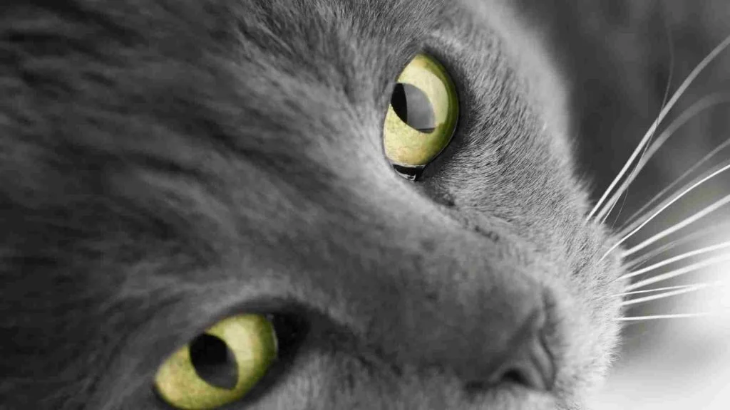 Dişi Ve Erkek Kedi İsimleri Önerileri (Popüler) 11 gri kedi isim onerisi vetesveteriner