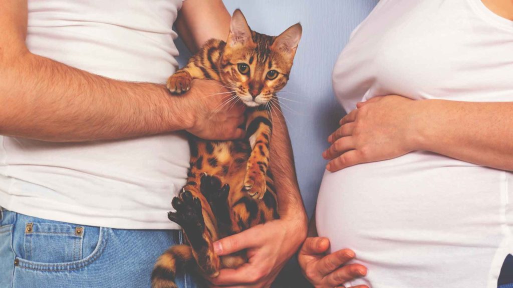 hamile kadın kediyle yaşamalı mı?