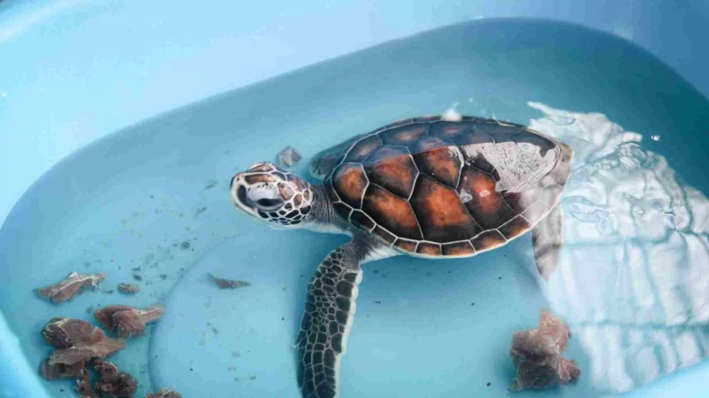 Hayvan Rehabilitasyon Merkezi 4 hayvan rehabilitasyon