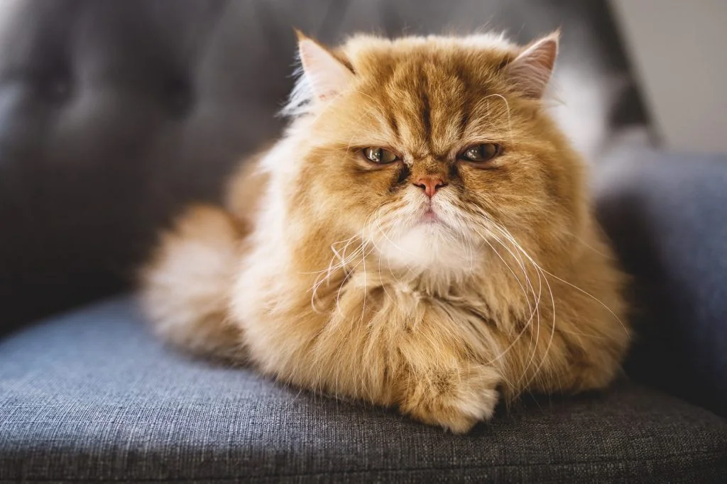 Kedi Cinsleri - Kedi Türleri ve Özellikleri 20 iran kedisi isim önerisi