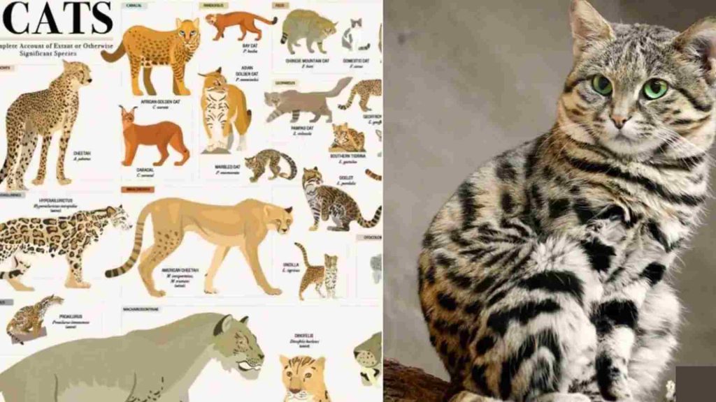 kedi biyolojik yapılarını gösteren illustrasyon