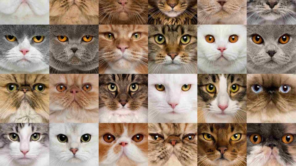 kedi cinsleri ayırt edici özelliklerini gösteren mozaik kedi suratları