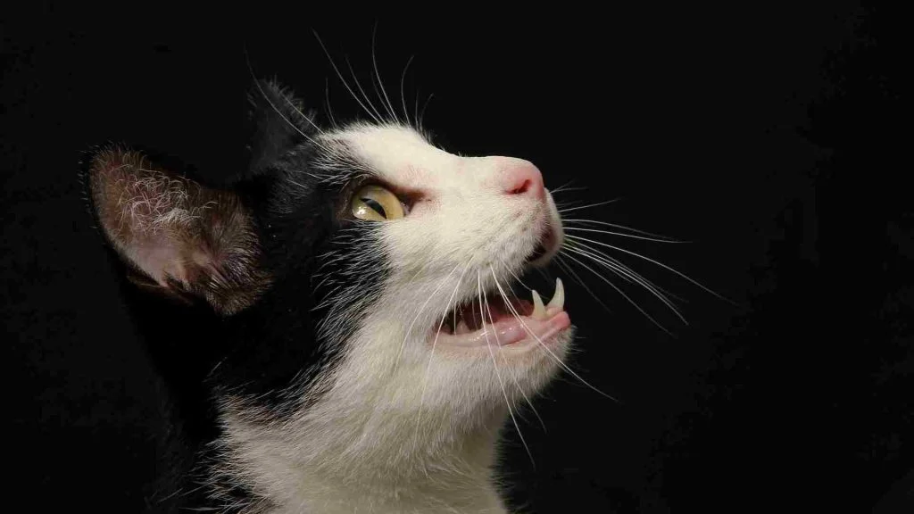 Kedi Yaşı Hesaplama Aracı 6 kedi diş yapısından yaşını öğrenme