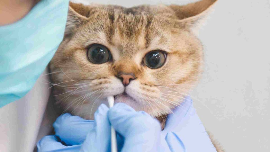 en yaygın kedi diş sorunları