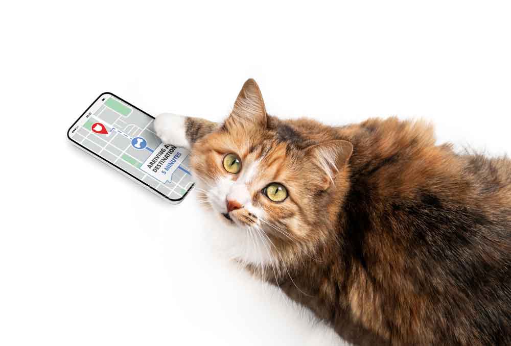 kedi gps cihazı kullanımı