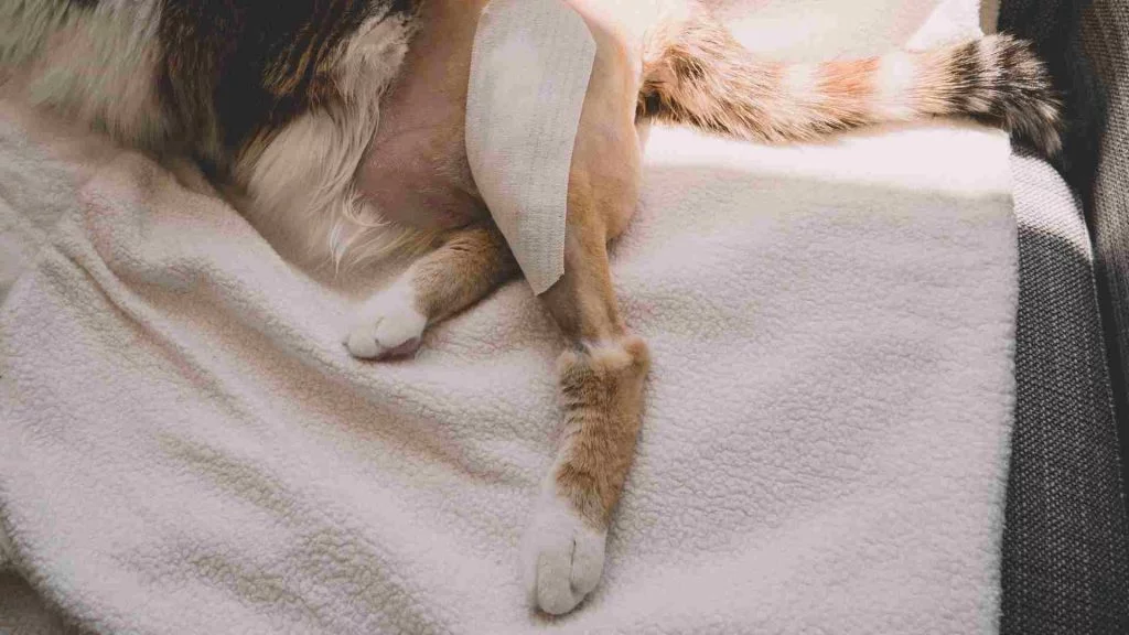 Hayvan Rehabilitasyon Merkezi 3 kedi arka ayak desteği