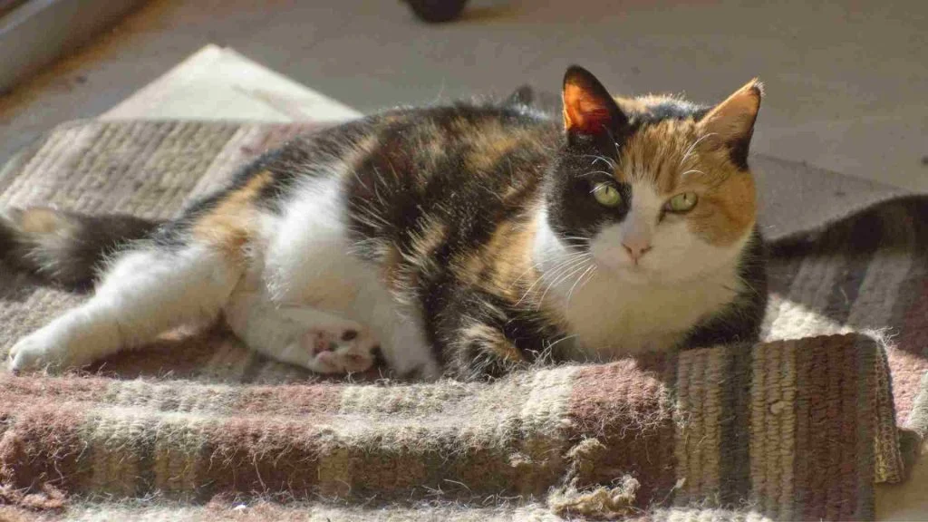 Kedi Yaşı Hesaplama Aracı 8 kedi insan yılı