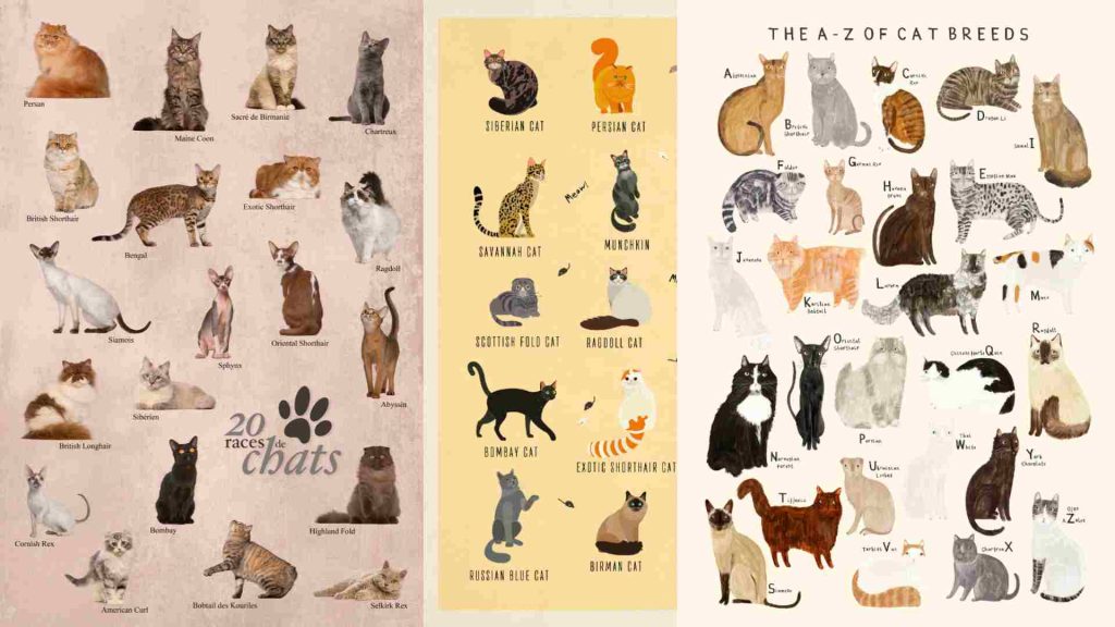 kedi ırkları poster olarak illustrasyon çizimleri