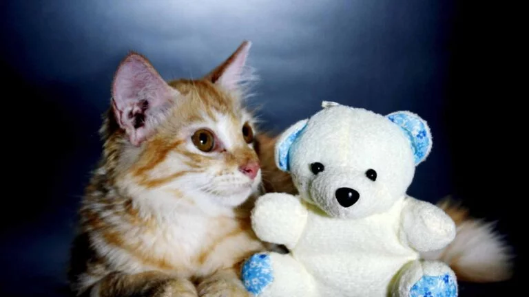 Dişi Ve Erkek Kedi İsimleri Önerileri (Popüler) 24 Dişi Ve Erkek Kedi İsimleri Önerileri (Popüler)