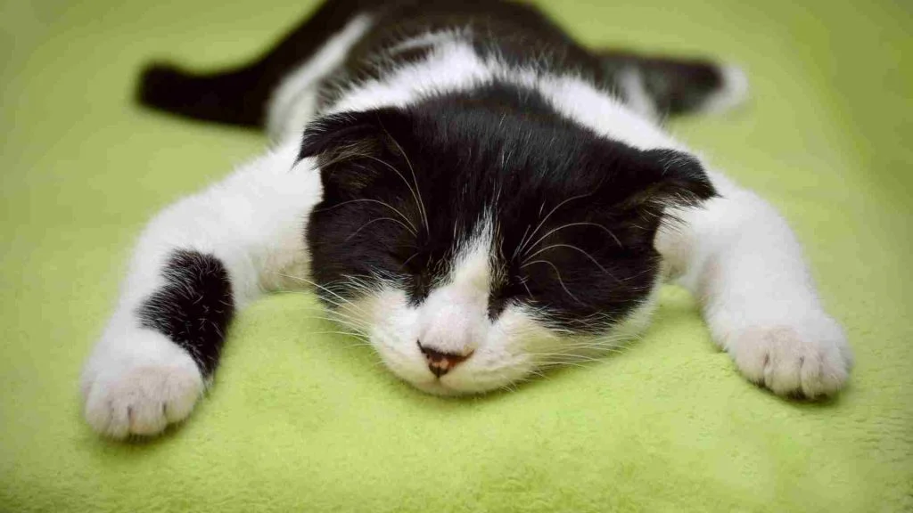 Kedi Yaşı Hesaplama Aracı 7 kedi kürk yapısından yaşını anlama