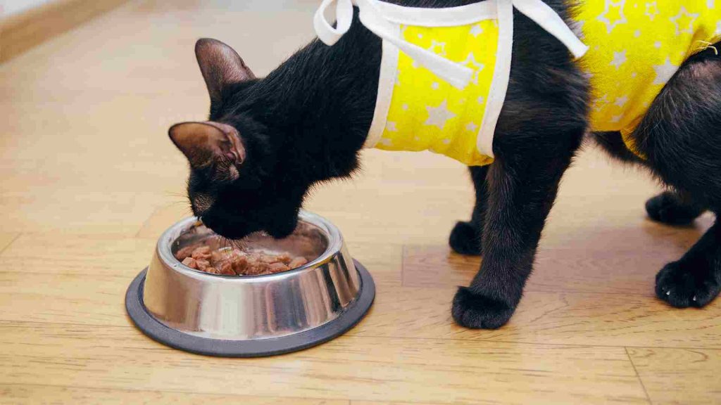 kedi sağlıklı beslenme