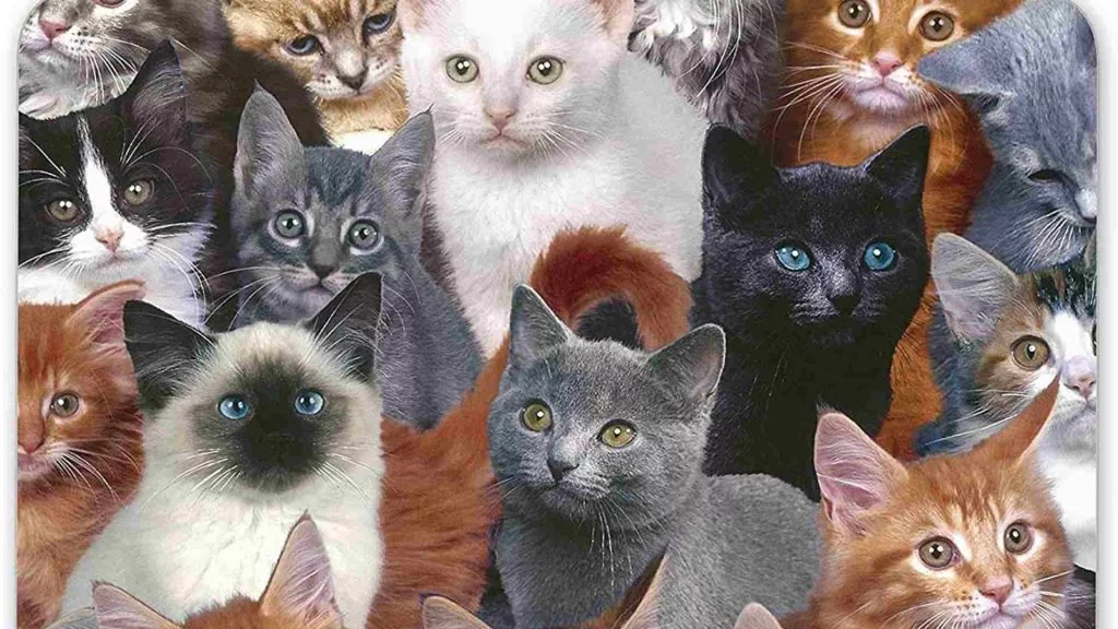 Kedi Cinsleri - Kedi Türleri ve Özellikleri 7 farklı kedi türlerinin photoshop ile aynı karede yer alaması